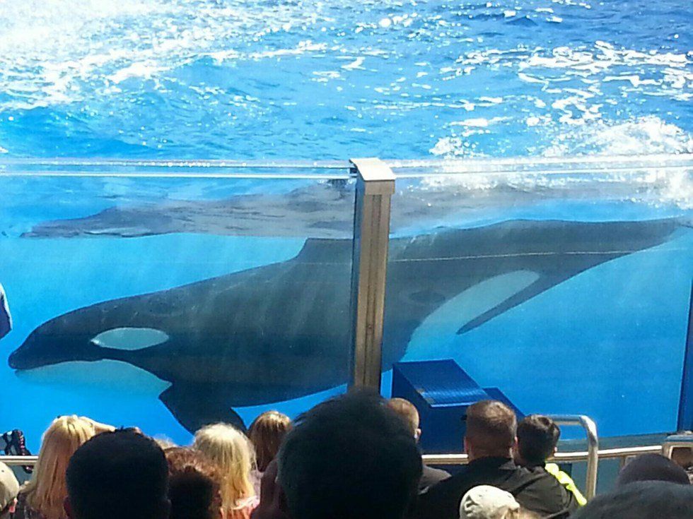 Killer Whales: Instinct Vs. Moral Law