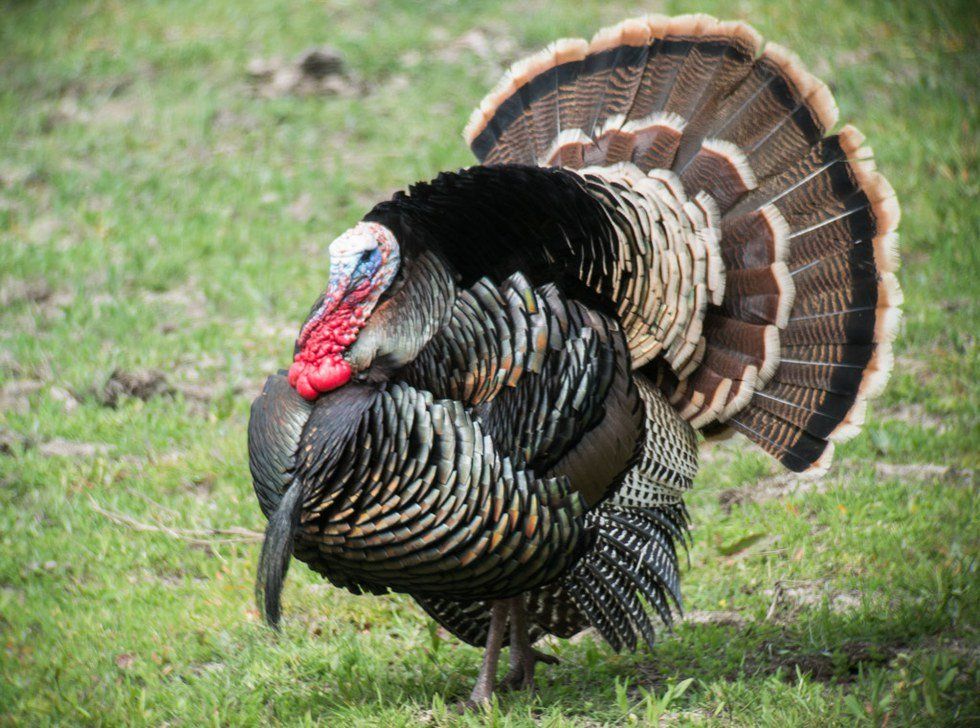 If Thanksgiving Leftovers Were Cars...