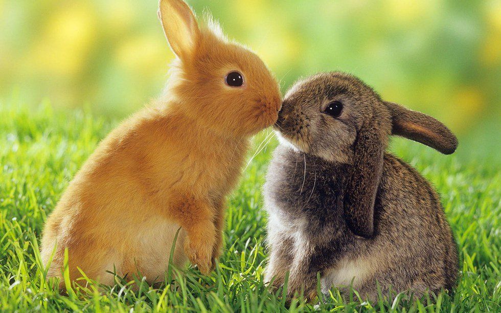 An Open Letter To My Rabbit