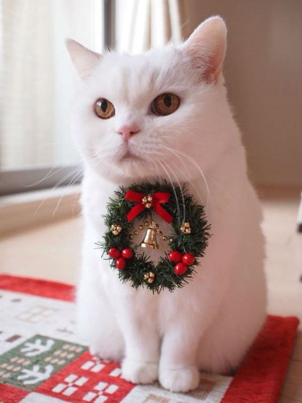 Christmas Animals To Get You Through Finals