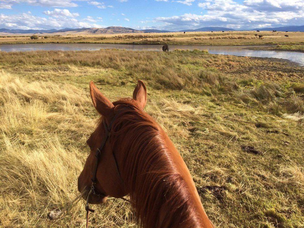 An Equine College Adventure