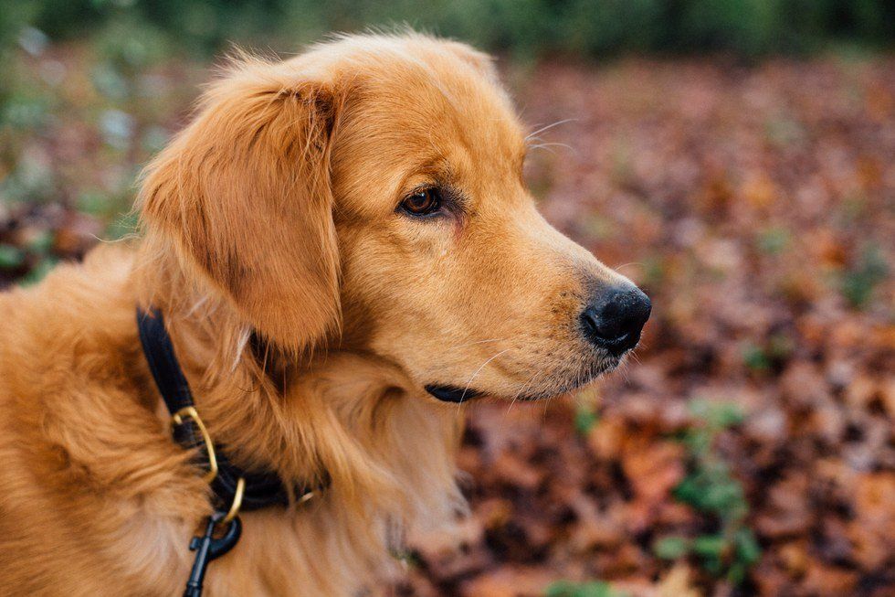 Thanksgiving Told By Dogs