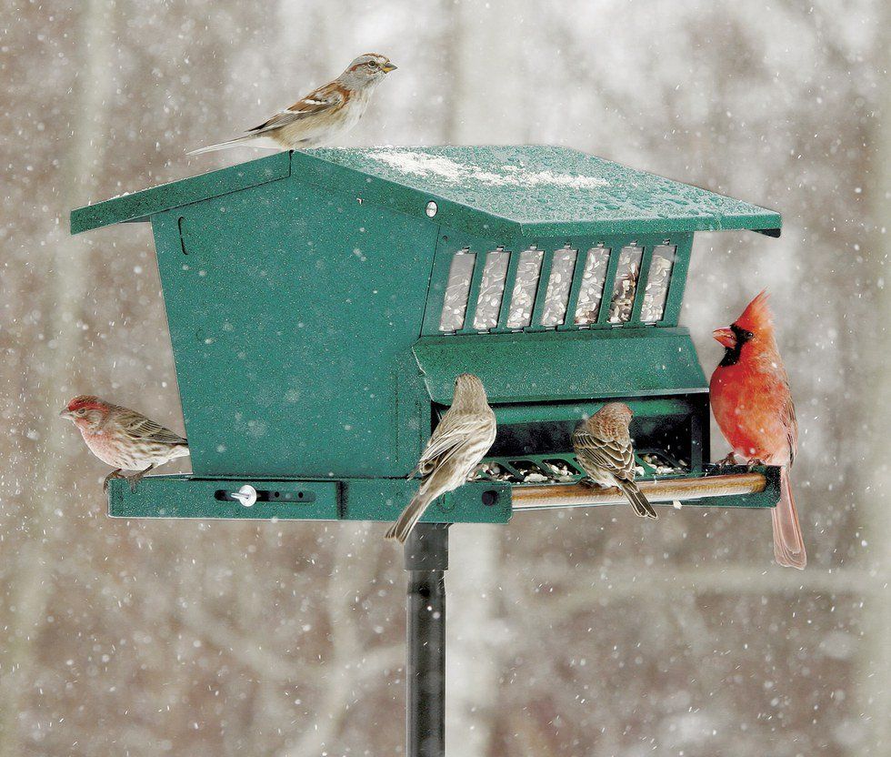 How To Choose The Right Birdfeeder