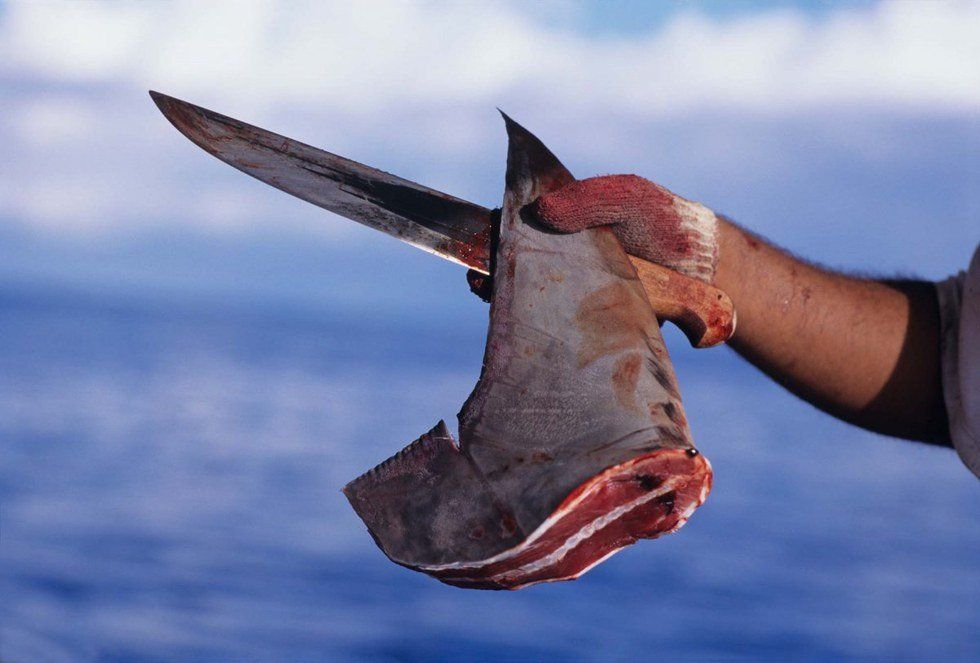 The Dangers Of Shark Finning