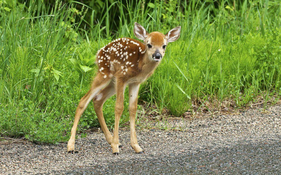 How To Prevent Roadkill