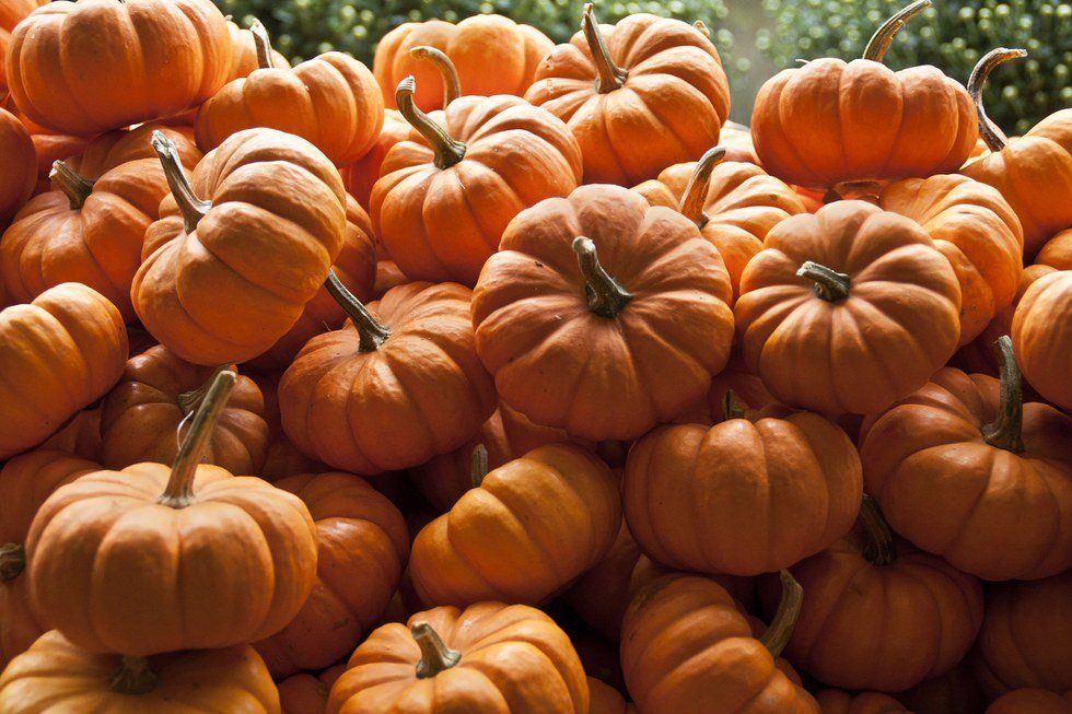 Pumpkin Everything This Fall