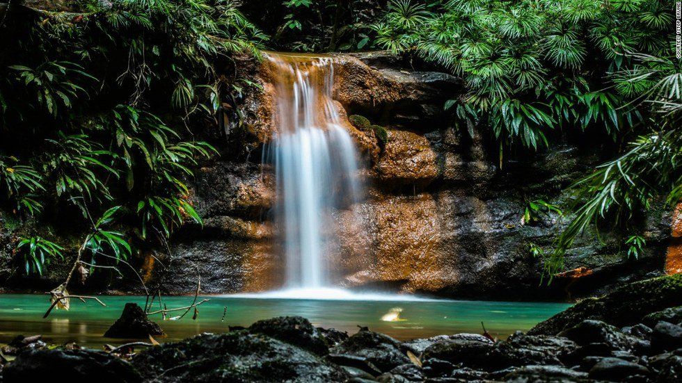 10 Incredible Creatures Of Brunei's Rainforest