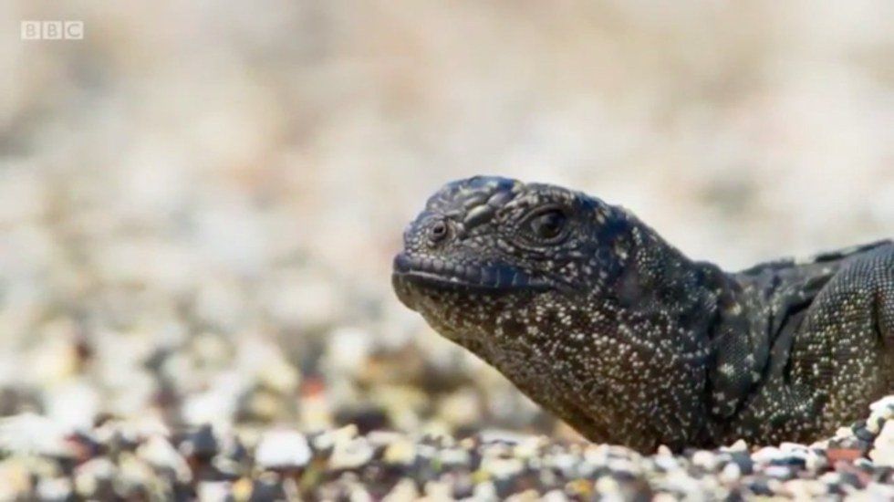 Every College Student Can Relate To This Baby Iguana