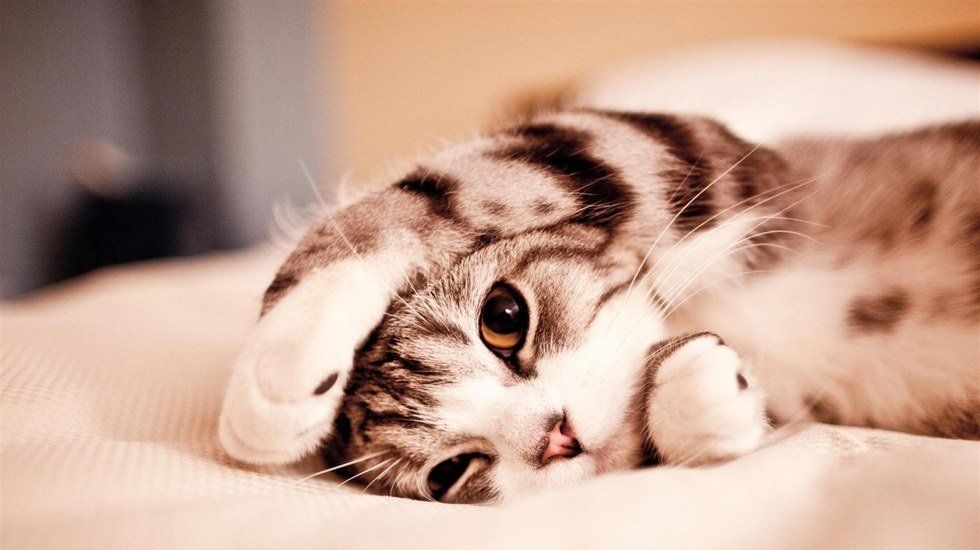 20 Cute Animal Gifs to Take Your Mind Off the Election