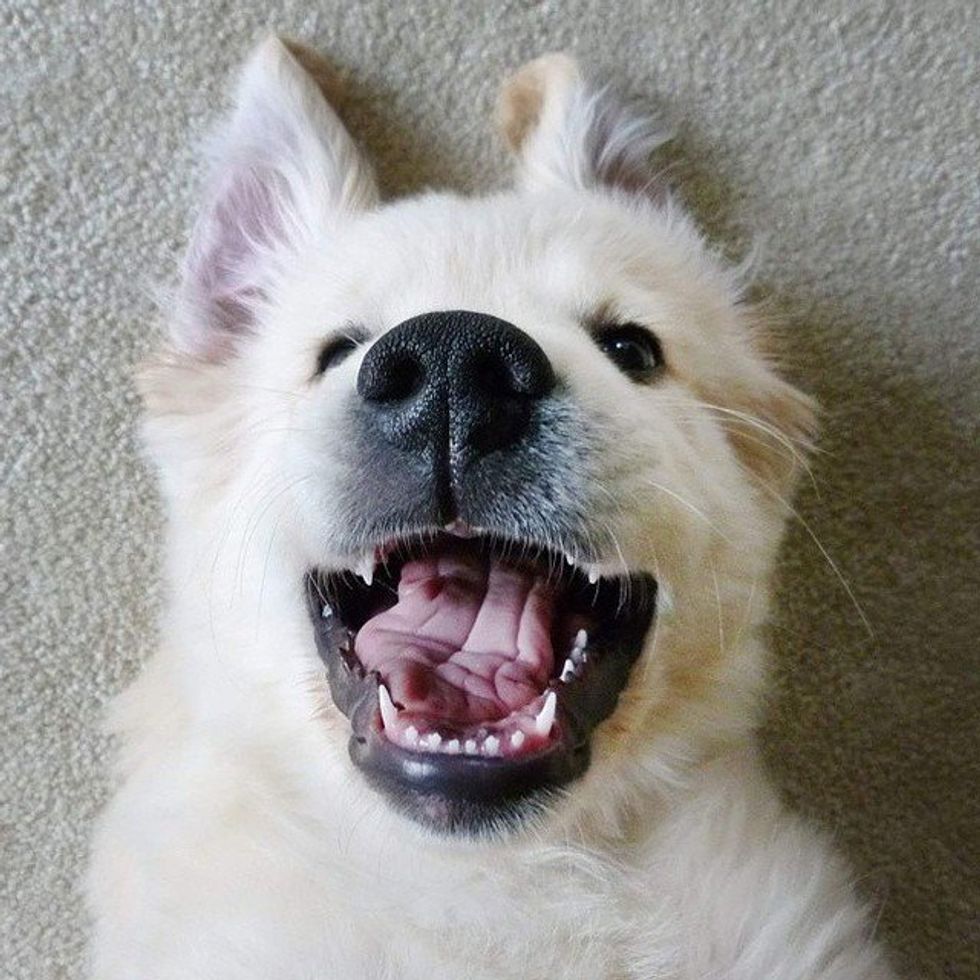 10 Puppy Pictures That Will Make You Happy