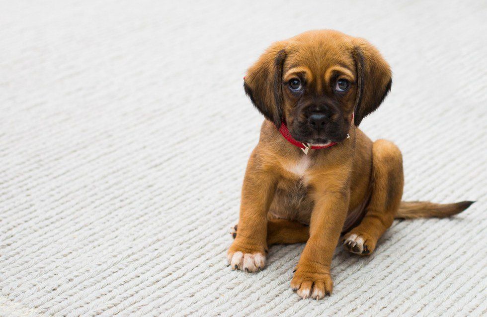 12 Baby Animal Pictures To Help Offset The Hate From The Election