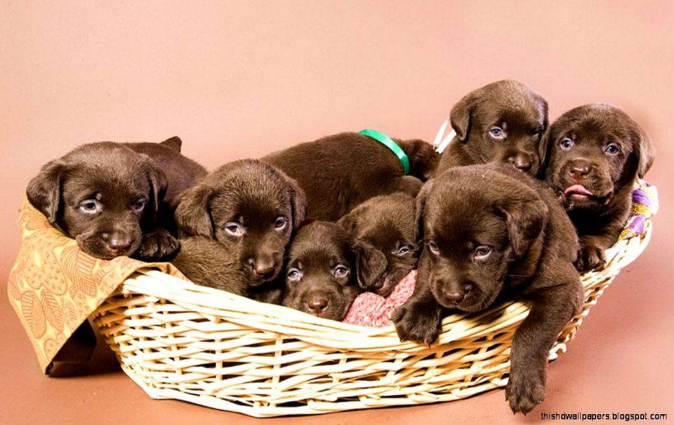 11 Puppies To Brighten Your Day