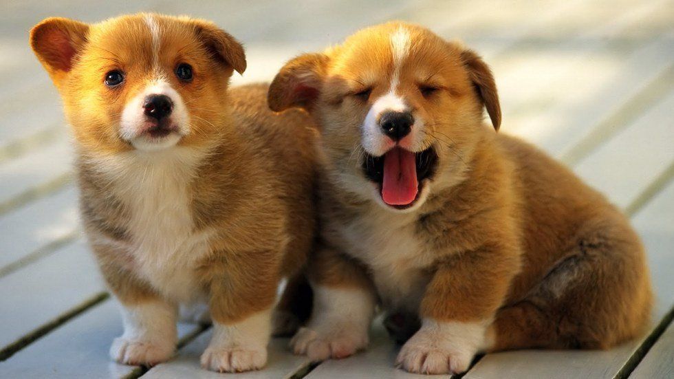 The Election 2016 Explained By Puppies