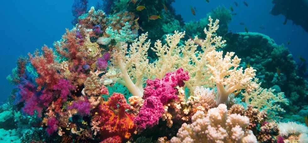 A Crash Course In Coral Bleaching