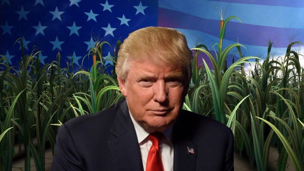 The Future Of Agriculture According To Trump Even Before Elected President