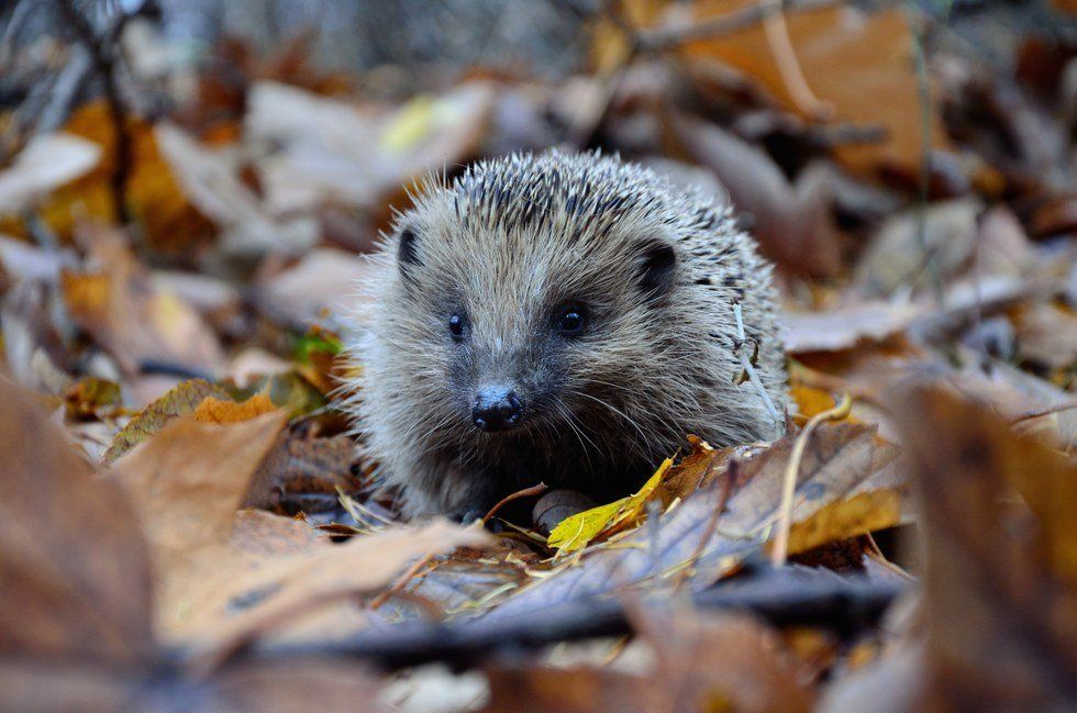 A Short Story About Peter The Hedgehog