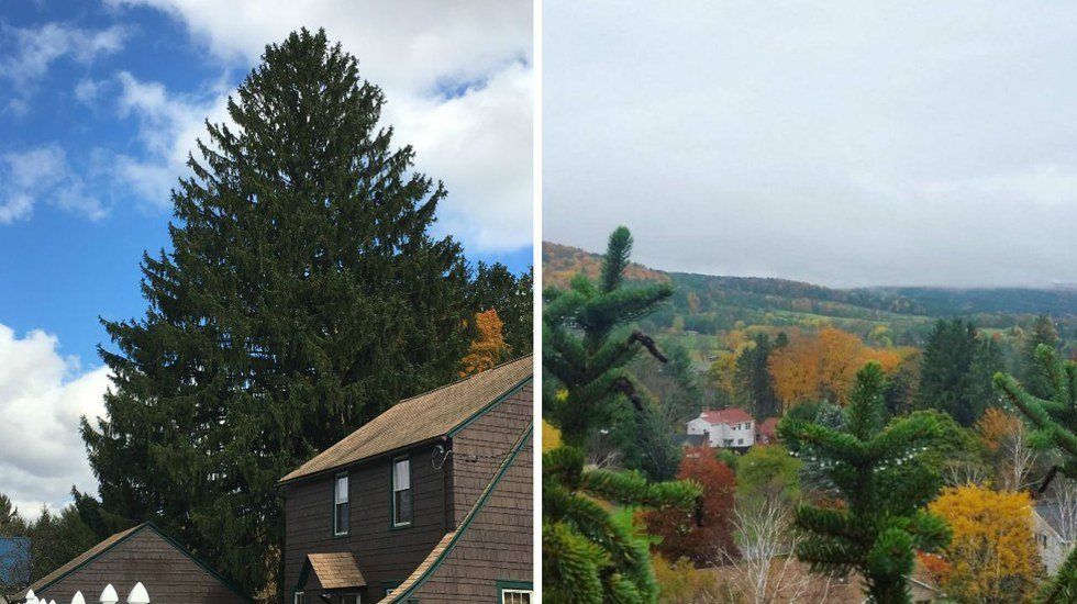 Oneonta's Tree to Light Up Rockefeller Center