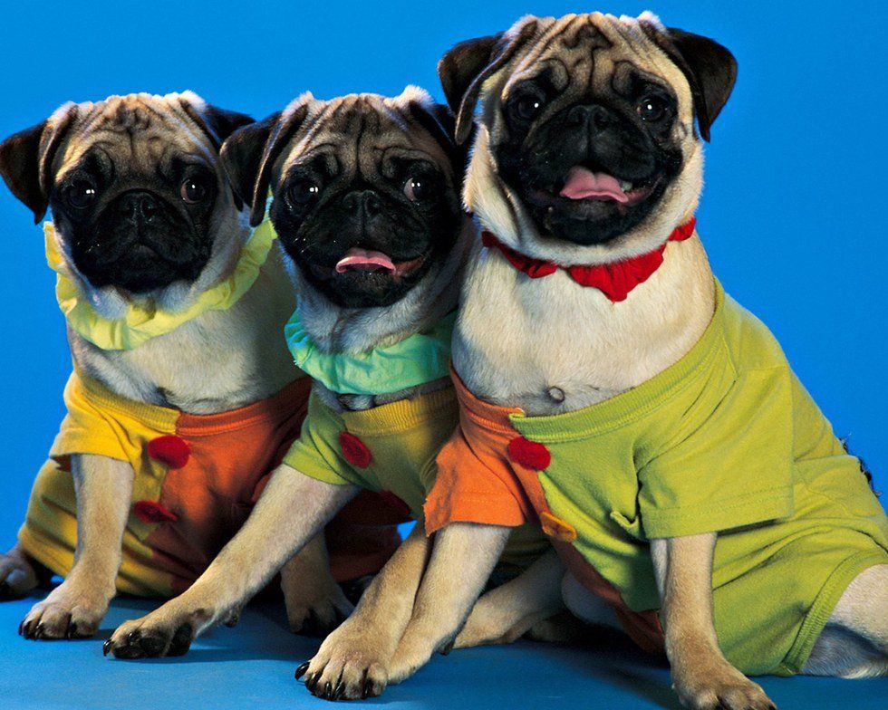 10 Dog Halloween Costumes To Make You Smile