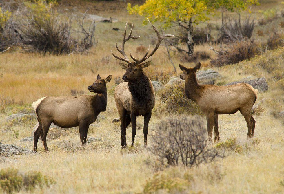 Why Hunting Matters: A Case Study Of Ungulate Use On Riparian Ecosystems