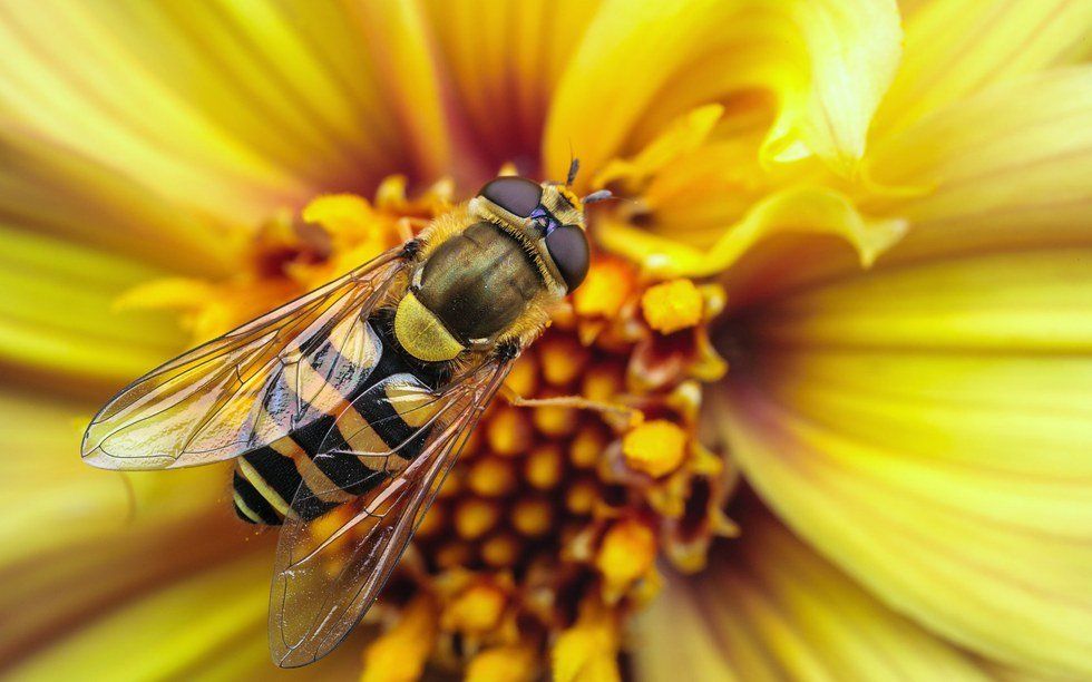 The Bee In The Window