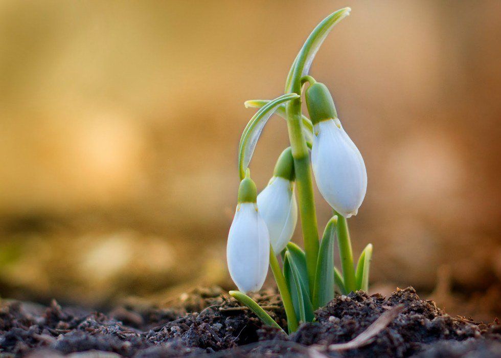 An Original Poem: Beauty In The Soil