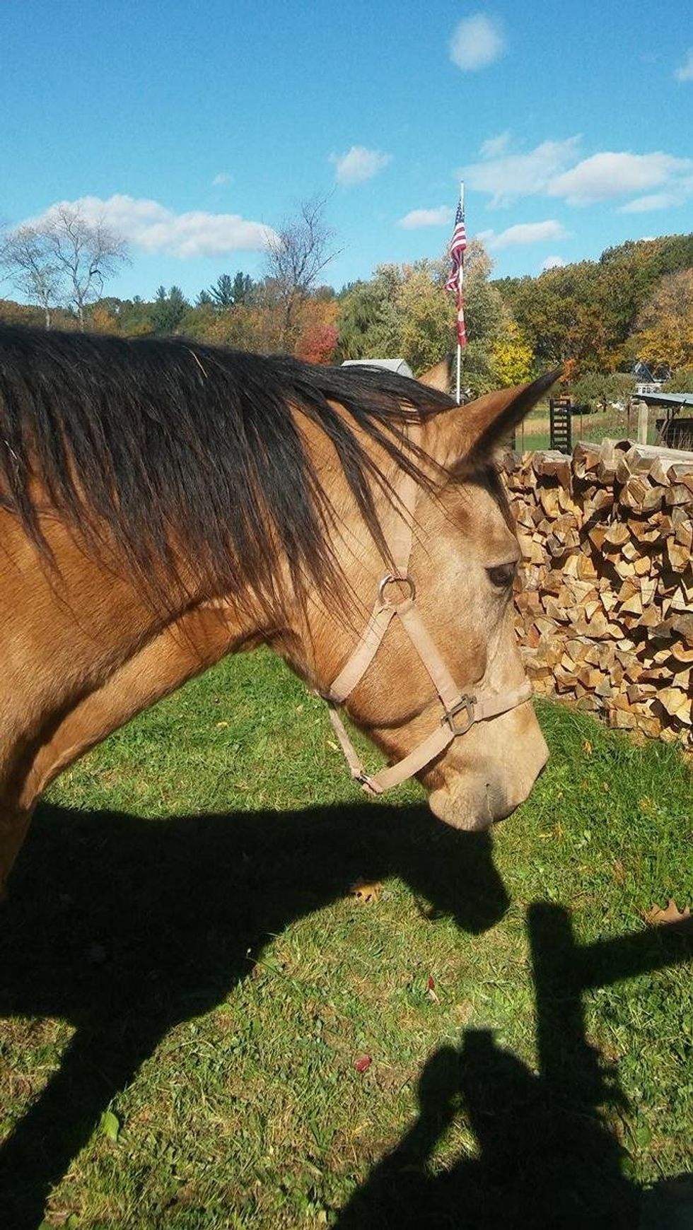 Why Horsing Around Is Therapeutic