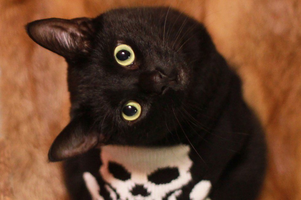 The 10 Cutest Costumed Kitties of Tumblr