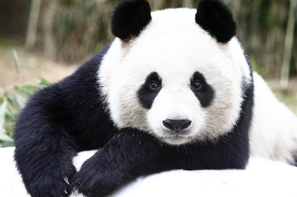 10 Stages Of Studying As Told By Pandas