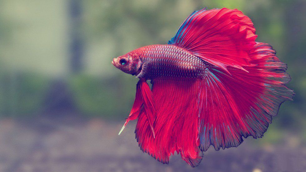 Betta Fish Are Amazing