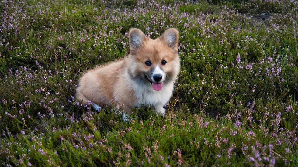 10 Reasons Everyone Should Want A Corgi