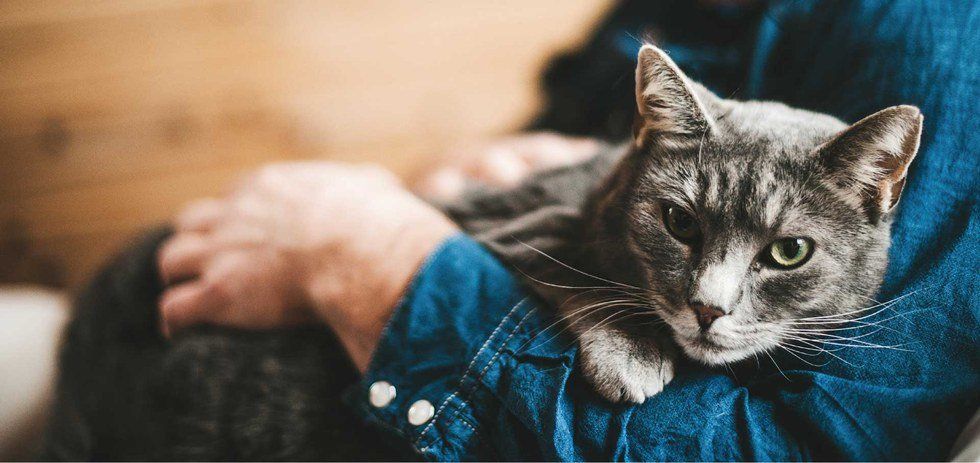 Why Best Friends Are Just Like Cats