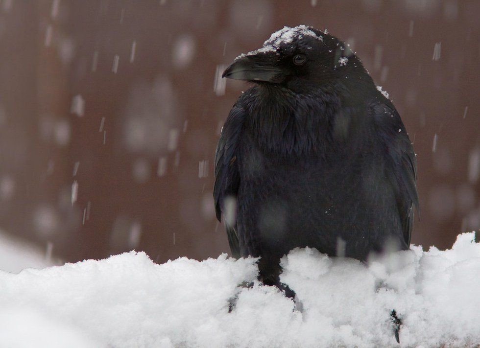 A Raven's Fury