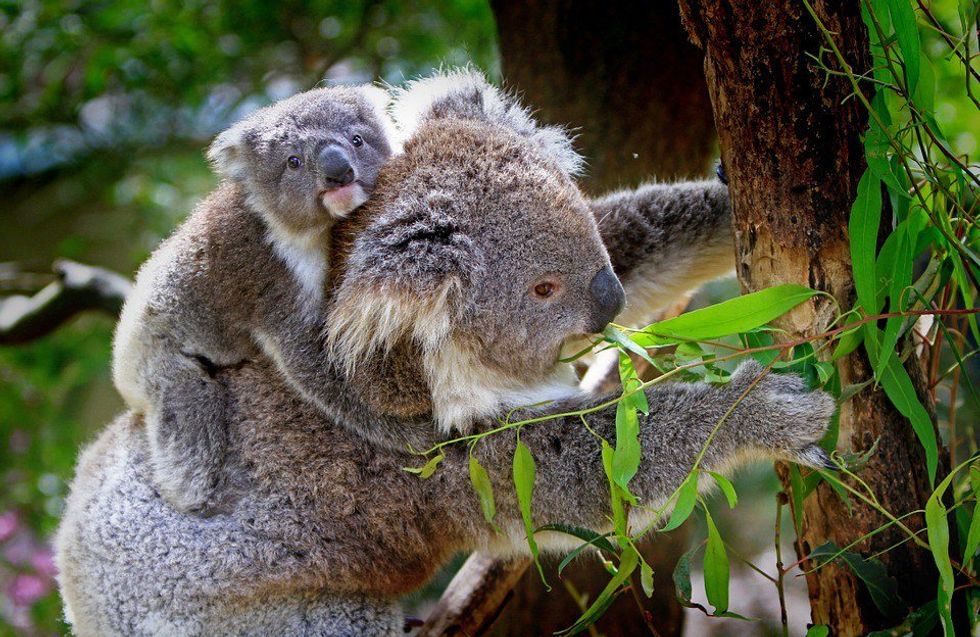 16 Baby Animals To Take Your Mind Off the Current State of Things