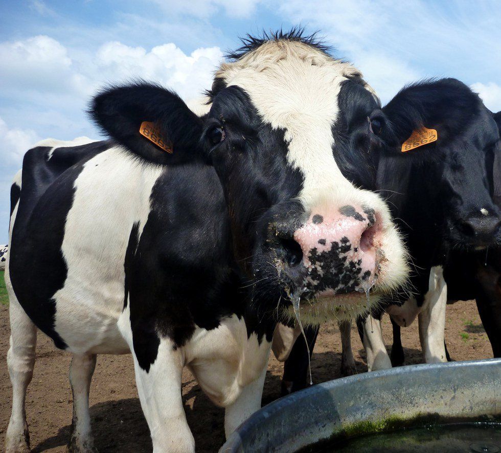 Fidel Castro Has Weird Cow Obsession