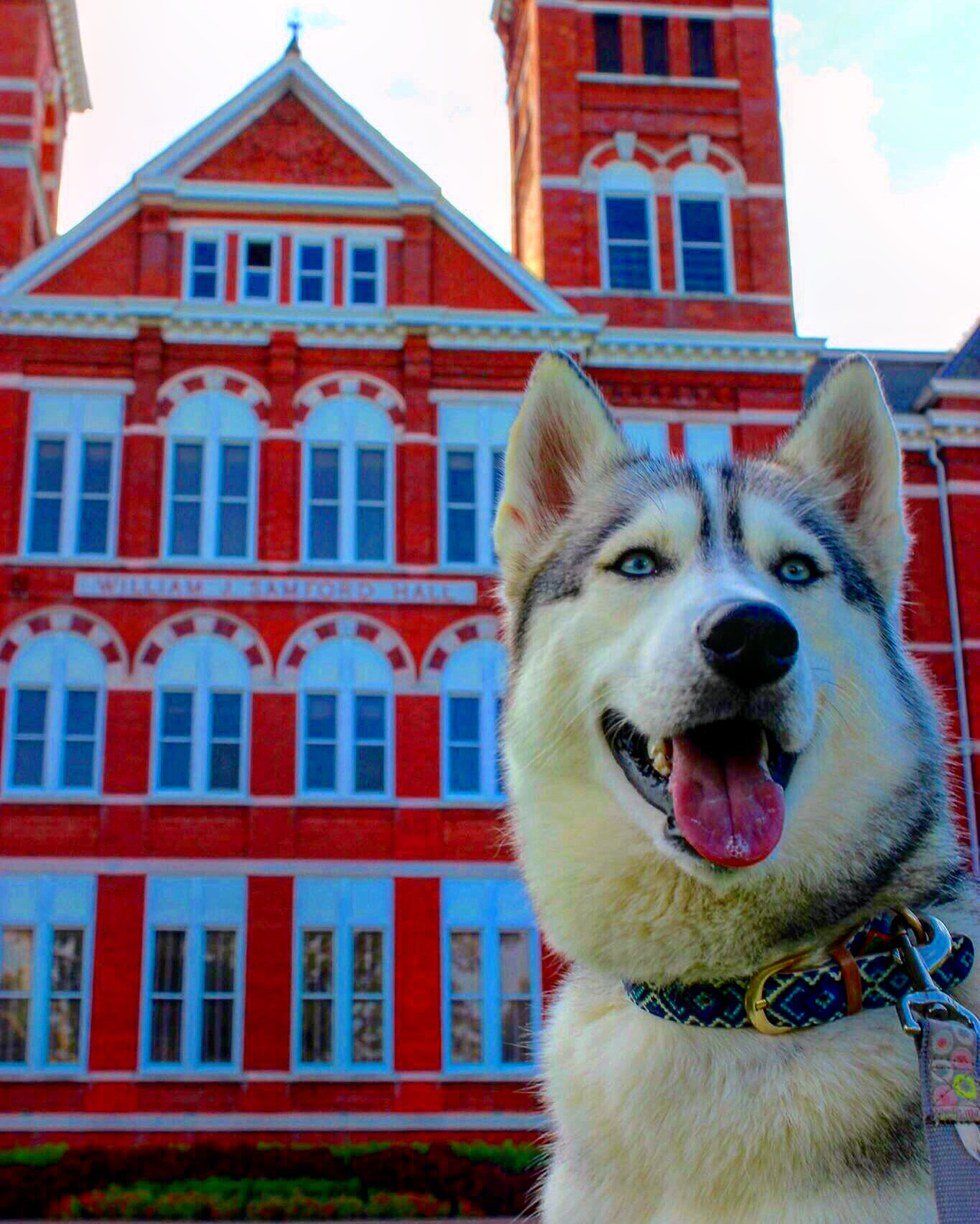 If You Bring Your Dog to College