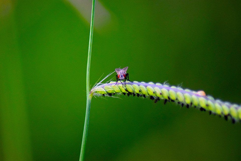 Tips For Better Macro Photography