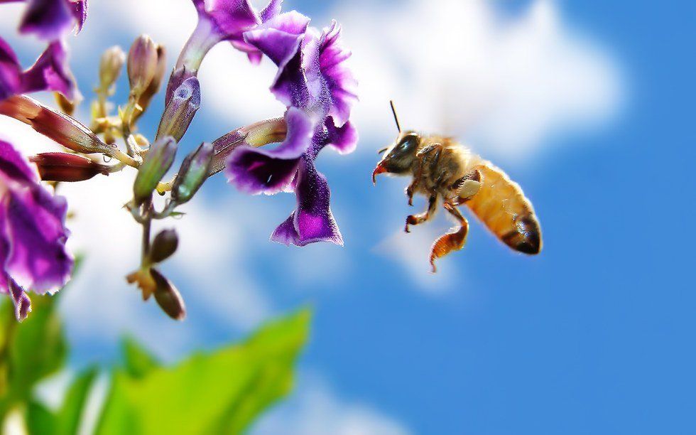 5 Ways We Can Save The Bees