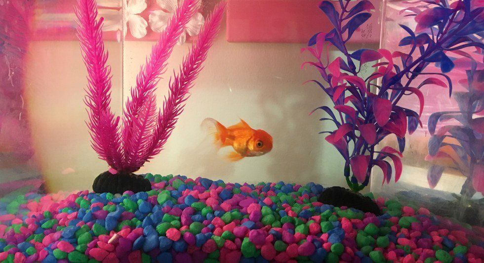 Why Every College Student Should Have A Pet Fish