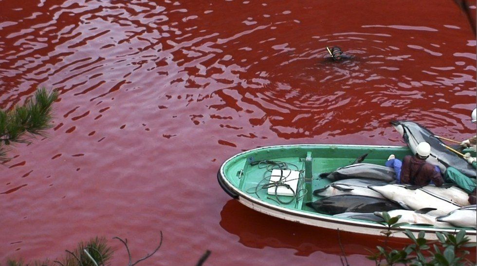 Gruesome Dolphin Hunt in Taiji, Japan