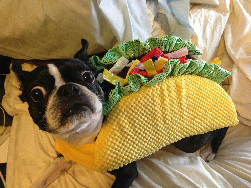 12 Animals Who Are Ready For Halloween