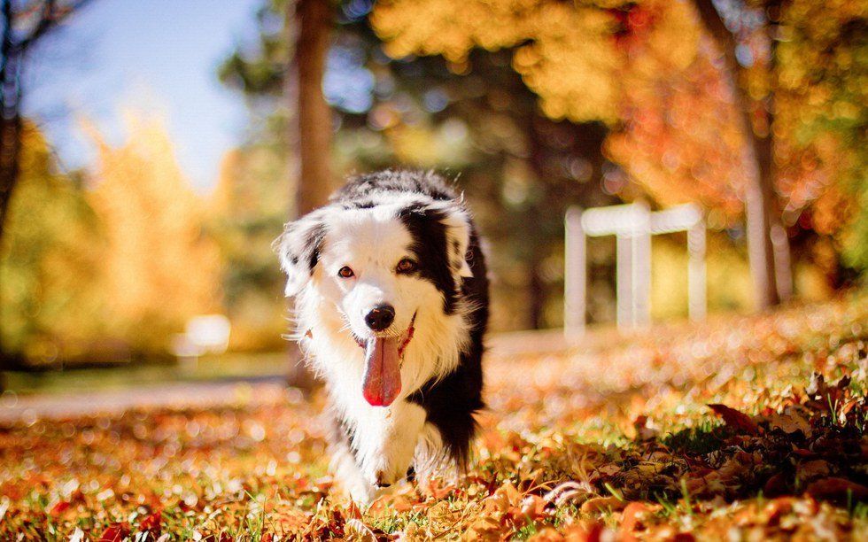 12 Fall Pets That Will Purify Your Soul