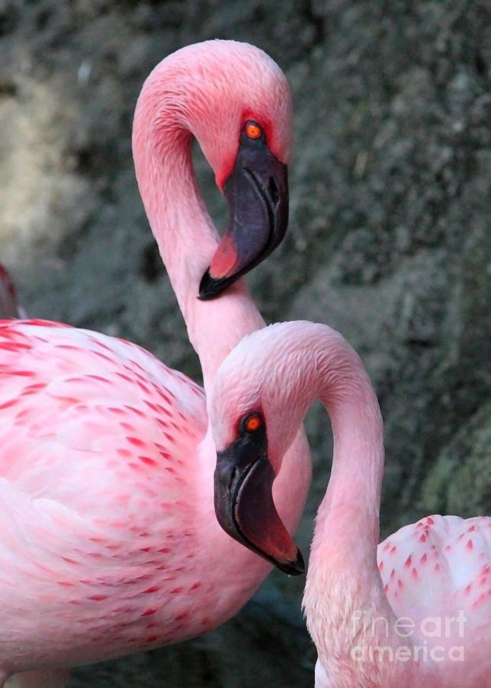 Facts For The Fantastical-ness Of Flamingos