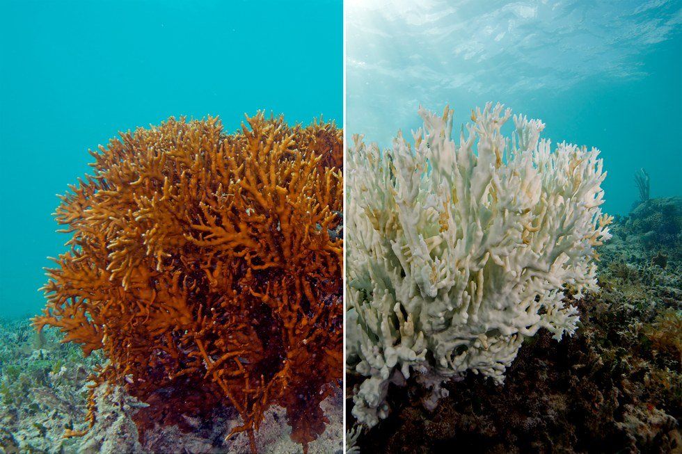 The Great Barrier Reef May As Well Be Dead