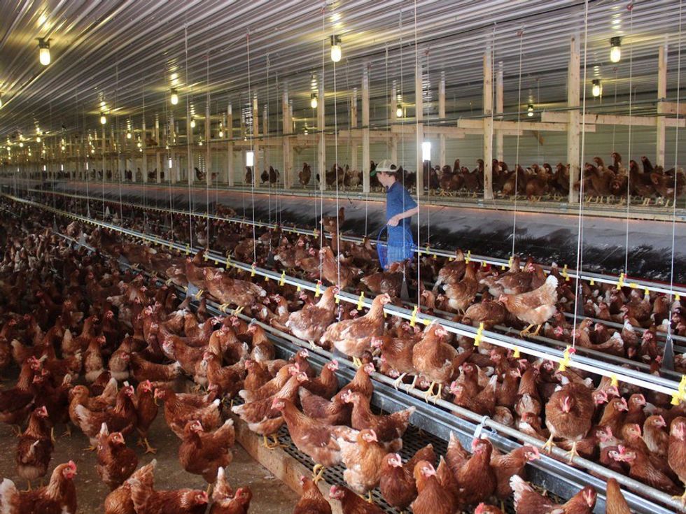 Cage-Free Eggs - Not What We Think