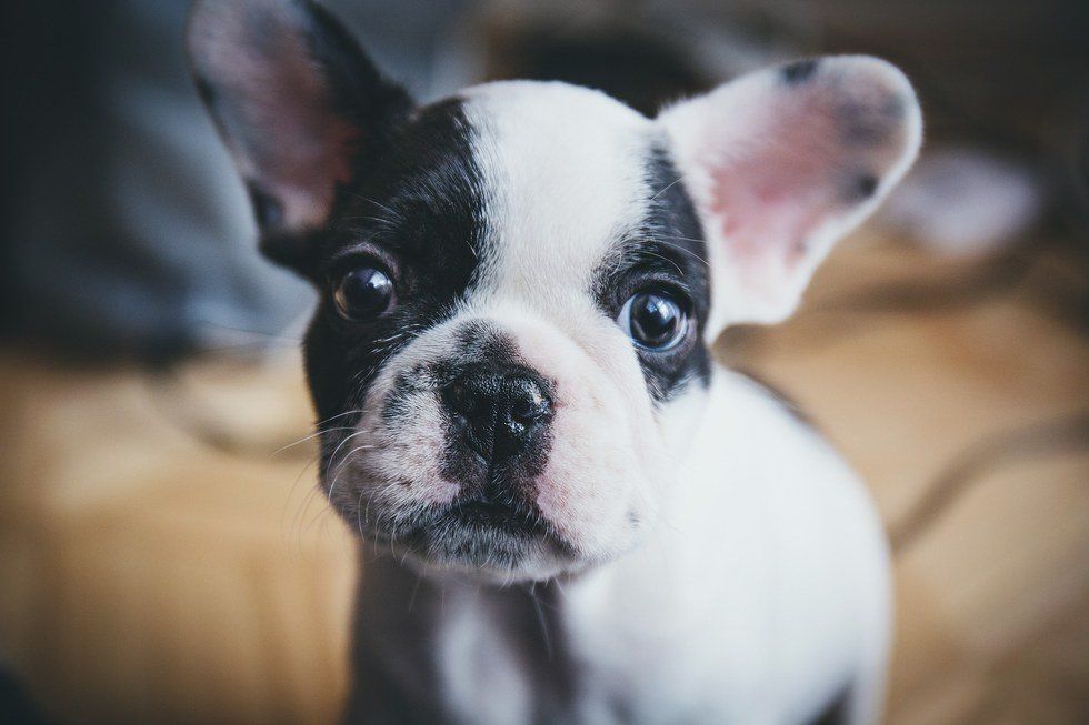 13 Dog GIFs To Brighten Your Day