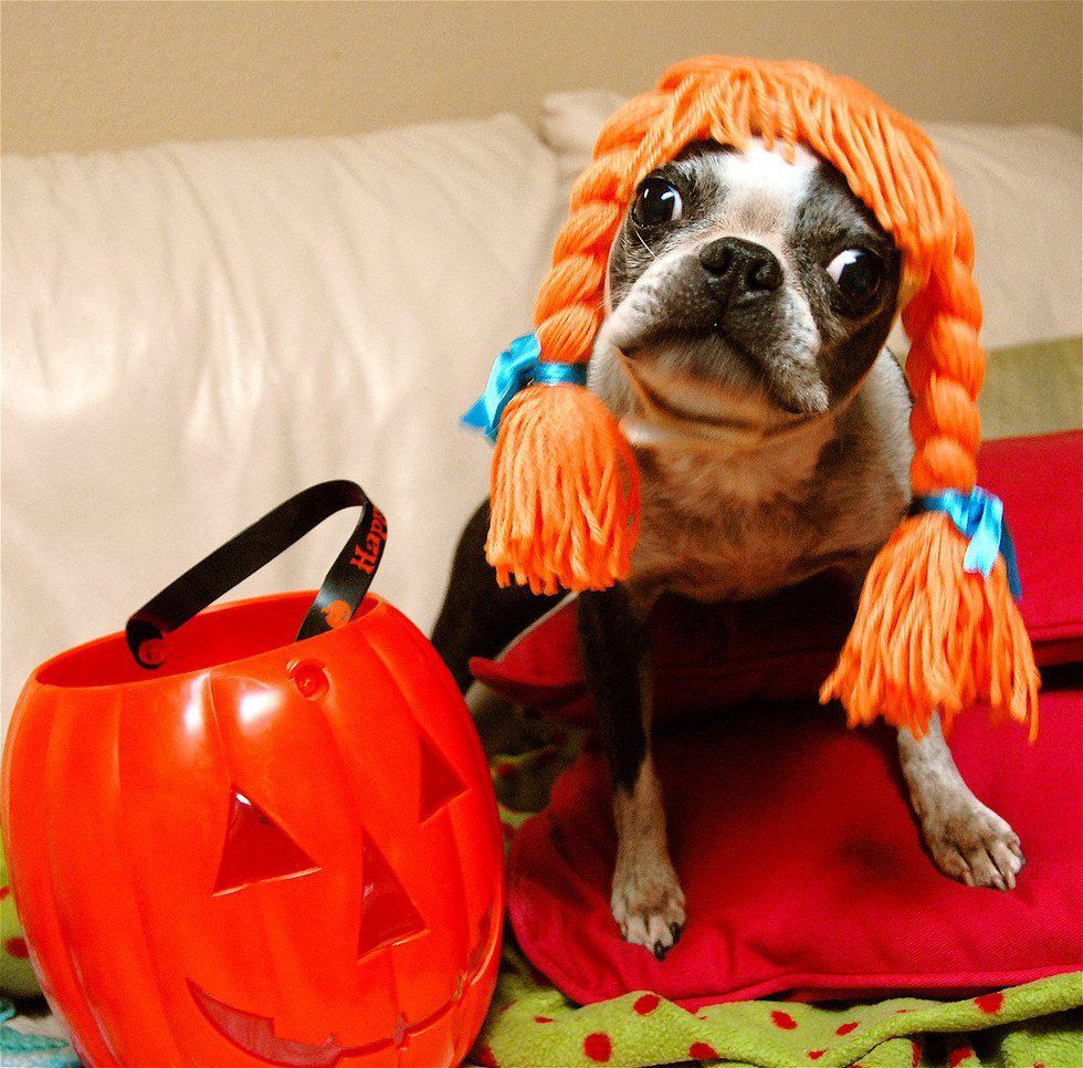 14 Dogs in Costumes