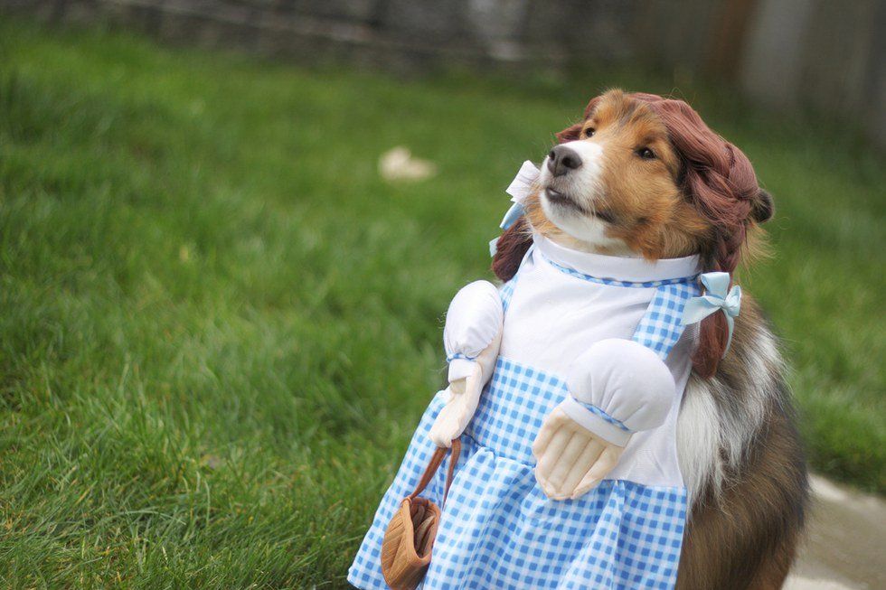 22 Dogs In Costumes