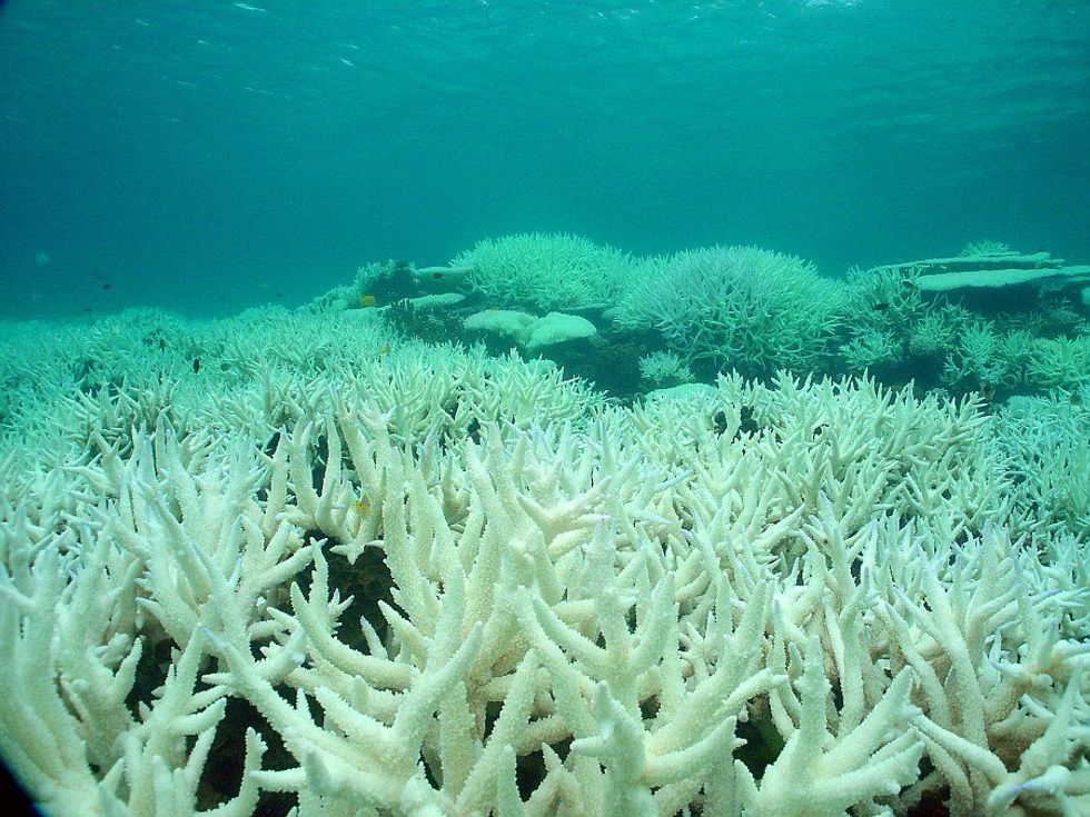 Okay, The Great Barrier Reef Isn't Actually Dead