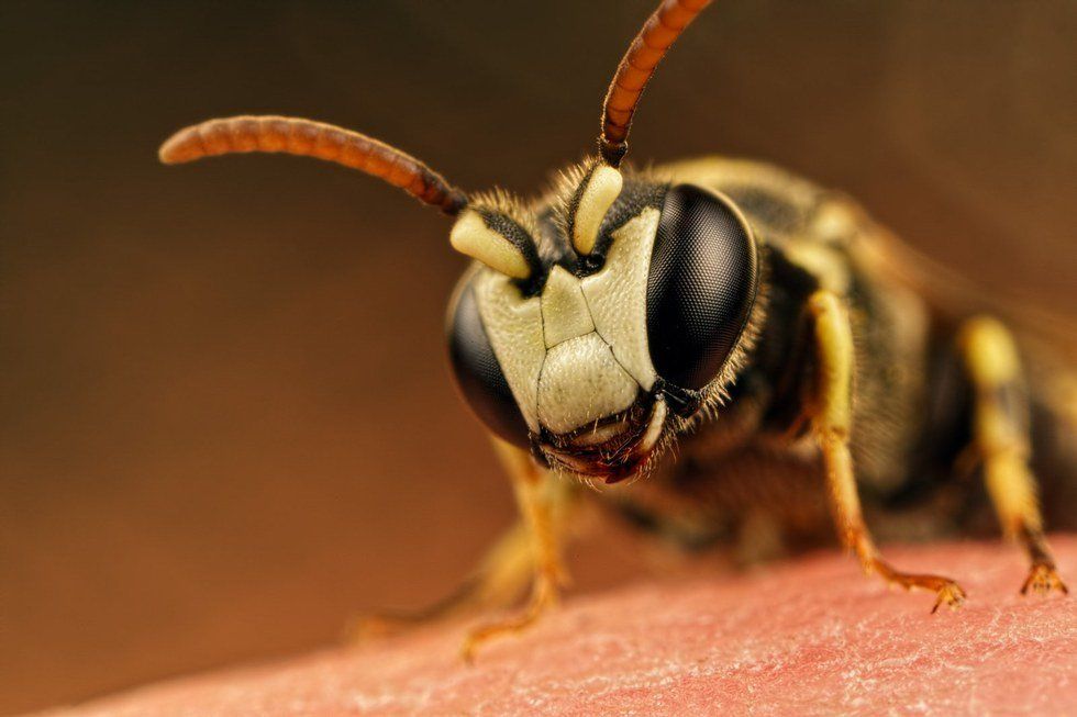 Endangered Bees, Endangered Us