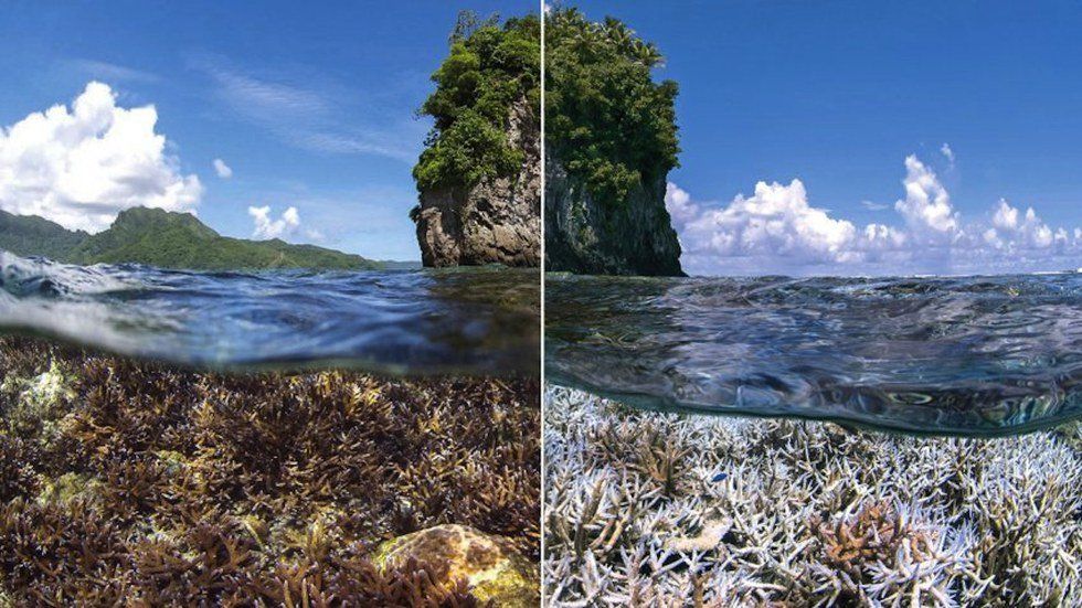 The Great Barrier Reef Has Fallen Victim To Climate Change